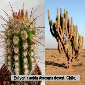 Eulychnia acida