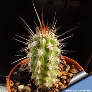 Eulychnia acida