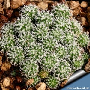 Gymnocactuas horripilus f. mostruosa