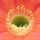 Echinopsis hybrid cv. MONET (Schick)