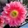 Echinopsis hybrid cv. MONET (Schick)