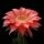Echinopsis hybrid cv. MONET (Schick)