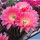 Echinopsis hybrid cv. MONET (Schick)