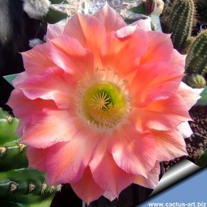 Echinopsis hybrid cv. MONET (Schick)