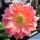 Echinopsis hybrid cv. MONET (Schick)