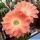 Echinopsis hybrid cv. MONET (Schick)