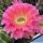 Echinopsis hybrid cv. MONET (Schick)