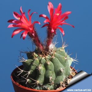 Matucana paucicostata