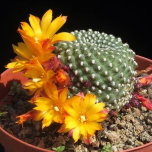 Rebutia krainziana v. brevispina