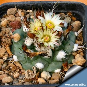 Turbinicarpus swobodae Rayones, Nuevo Leon, Mexico