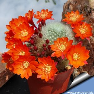 Rebutia albipilosa FR754 Narvaez, Tarija, Bolivia.