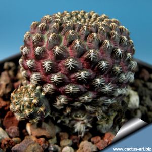 Rebutia heliosa v. melanistes (densipectinata) KK849 "short spined form"