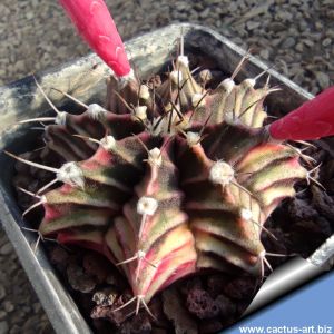 Gymnocalycium friedrichii v. angustostriatum LB2178 hybrid f. variegata