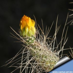 Tephrocactus weberi v. dispar