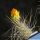Tephrocactus weberi v. dispar