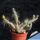 Tephrocactus weberi v. dispar