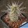 Tephrocactus weberi v. dispar