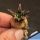 Ariocarpus kotschoubeyanus elephantides