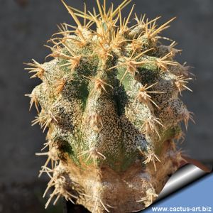 Astrophytum caput-medusae + Ferocactus glaucescens (CHIMERA)
