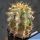 Astrophytum caput-medusae + Ferocactus glaucescens (CHIMERA)