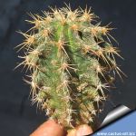 Astrophytum caput-medusae + Ferocactus glaucescens (CHIMERA)