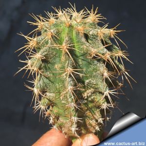 Astrophytum caput-medusae + Ferocactus glaucescens (CHIMERA)