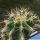 Astrophytum caput-medusae + Ferocactus glaucescens (CHIMERA)