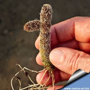 Stapelianthus pilosus
