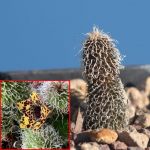 Stapelianthus pilosus