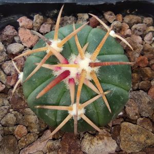 Echinocactus horizonthalonius VZD230 Las Tablas, San Luis Potosi, Mexico