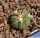 Echinocactus horizonthalonius VZD230 Las Tablas, San Luis Potosi, Mexico