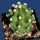 Echinocereus triglochidiatus mojavensis v. inermis