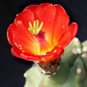 Echinocereus triglochidiatus mojavensis v. inermis