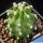 Echinocereus triglochidiatus mojavensis v. inermis
