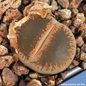 Lithops lesliei v. venteri C153 (syn. maraisii) C153A cv. BLACK TOP ex shimada JAPAN