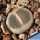 Lithops lesliei v. venteri C153 (syn. maraisii) C153A cv. BLACK TOP ex shimada JAPAN