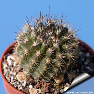 Eriosyce subgibbosa v. nigrihorrida KK182 20 km. North La Serena El Quichice