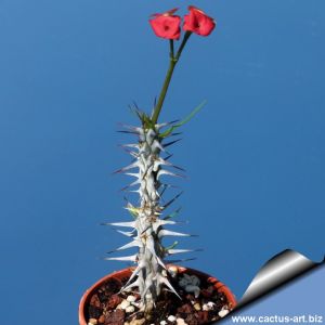 Euphorbia gottlebei