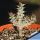 Euphorbia gottlebei