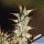 Euphorbia gottlebei