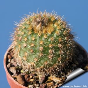 Frailea carminifilamentosa