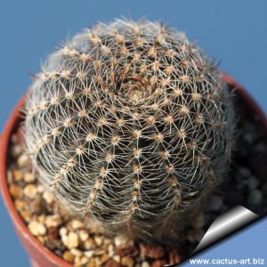 Lobivia haemathantha var. densispina