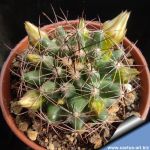 Mammillaria brandegeei subs. lewisiana