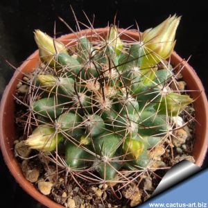 Mammillaria brandegeei subs. lewisiana