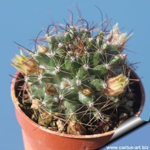Mammillaria brandegeei subs. lewisiana