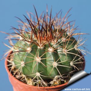 Melocactus conoideus v. longispinus HU183 North of Vitoria de Conquista, Bahia, Brazil. 1200m