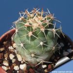 Coryphantha scheeri var. valida SB138 Las Cruces, Dona Ana County, New Mexico, USA