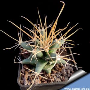 Ferobergia F2 Back cross x Leuchtenbergia (Leuchtenbergia compacta)