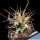 Ferobergia F2 Back cross x Leuchtembergia (Leuchtenbergia compacta)