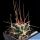 Ferobergia F2 Back cross x Leuchtembergia (Leuchtenbergia compacta)